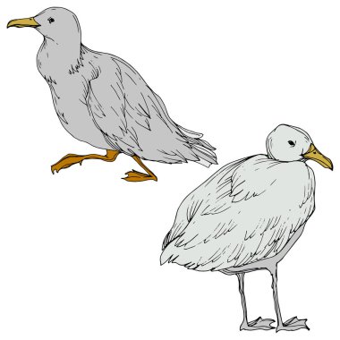 Vektör Gökyüzü kuş martı izole bir yaban hayatı. Siyah ve beyaz oyulmuş mürekkep sanatı. İzole martı illüstrasyon elemanı.