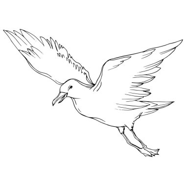 Vektör Gökyüzü kuş martı izole bir yaban hayatı. Siyah ve beyaz oyulmuş mürekkep sanatı. İzole martı illüstrasyon elemanı.