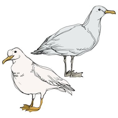 Vektör Gökyüzü kuş martı bir yaban hayatı içinde. Siyah ve beyaz oyulmuş mürekkep sanatı. İzole martı illüstrasyon elemanı.