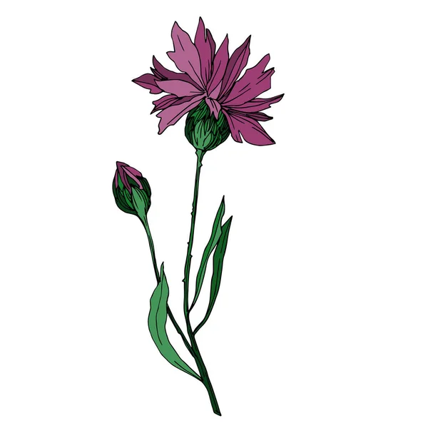 Vector Wildflowers flores botânicas florais. Tinta gravada a preto e branco. Isolado elemento ilustração flor . —  Vetores de Stock