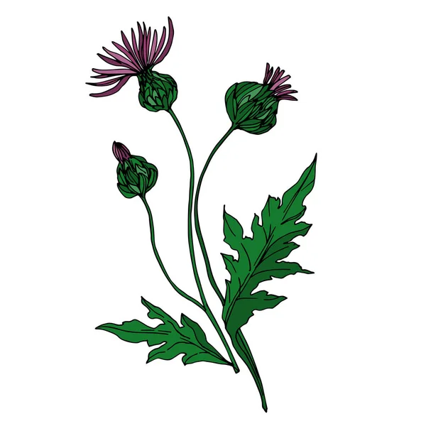 Vector Wildflowers blommiga botaniska blommor. Svart och vit graverad bläckkonst. Isolerade blomma illustration element. — Stock vektor