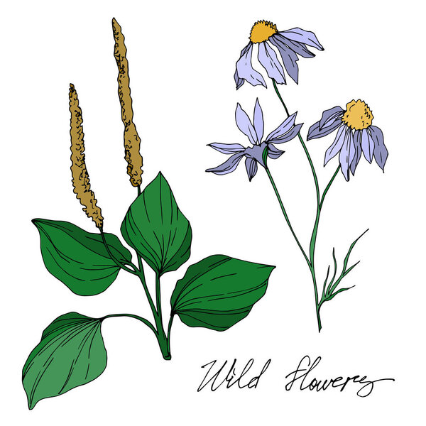 Векторные дикие цветы цветочные ботанические цветы. Черно-белый рисунок чернил. Изолированный цветочный иллюстрационный элемент
.