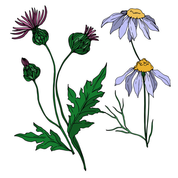 Векторные дикие цветы цветочные ботанические цветы. Черно-белый рисунок чернил. Изолированный цветочный иллюстрационный элемент
.