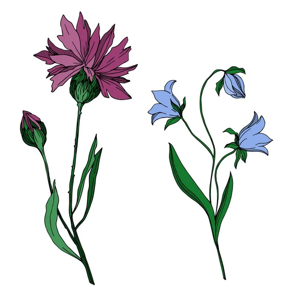 Vektor Wildflowers květinové botanické květiny. Černobílý rytý inkoust. Izolovaný prvek ilustrace květin. — Stockový vektor