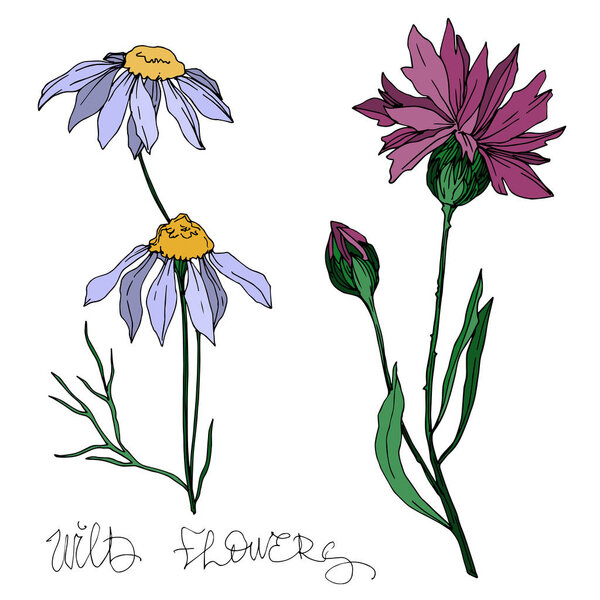 Векторные дикие цветы цветочные ботанические цветы. Черно-белый рисунок чернил. Изолированный цветочный иллюстрационный элемент
.
