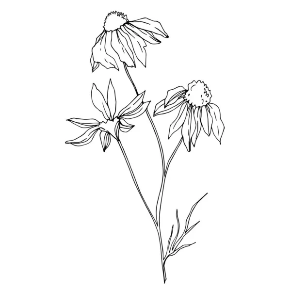 Vektör Yaban Çiçekleri çiçek botanik çiçekleri. Siyah beyaz işlemeli mürekkep sanatı. Ayrı bir çiçek çizimi ögesi. — Stok Vektör