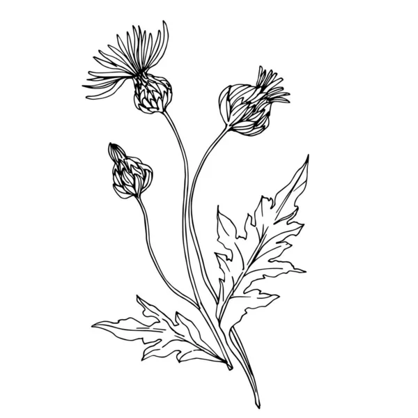 Vector Wildflowers flores botánicas florales. Tinta grabada en blanco y negro. Elemento de ilustración de flores aisladas . — Vector de stock