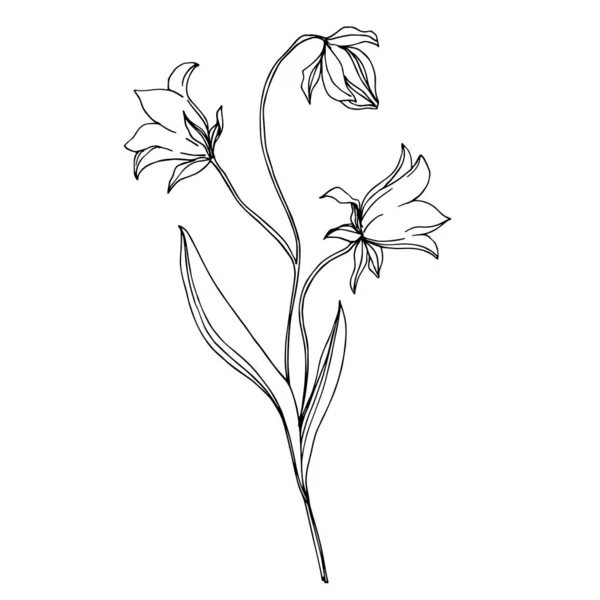 Vector Wildflowers flores botánicas florales. Tinta grabada en blanco y negro. Elemento de ilustración de flores aisladas . — Archivo Imágenes Vectoriales