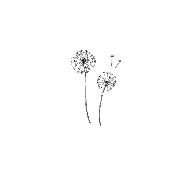 Vector Wildflowers flores botânicas florais. Tinta gravada a preto e branco. Isolado elemento ilustração flor . — Vetor de Stock