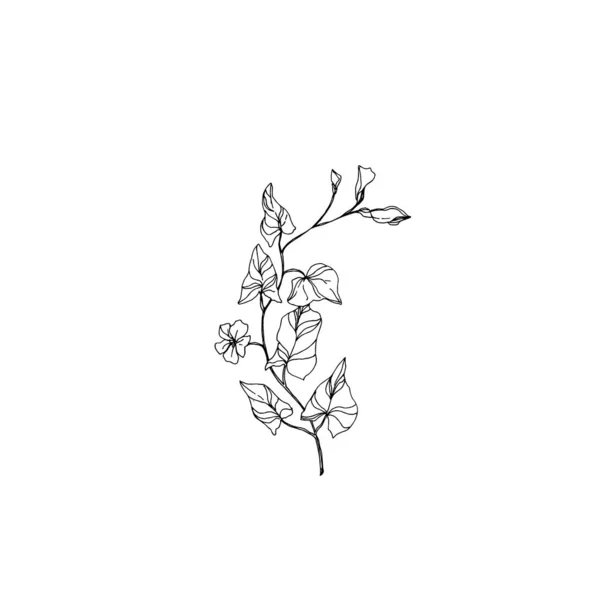 Vector Wildflowers flores botánicas florales. Tinta grabada en blanco y negro. Elemento de ilustración de flores aisladas . — Archivo Imágenes Vectoriales