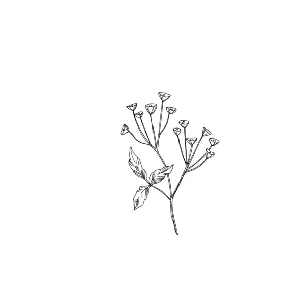 Vector Wildflowers flores botânicas florais. Tinta gravada a preto e branco. Isolado elemento ilustração flor . — Vetor de Stock
