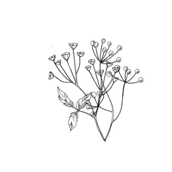 Vektorwildblumen florale botanische Blumen. Schwarz-weiß gestochene Tuschekunst. isolierte Blume Illustration Element. — Stockvektor