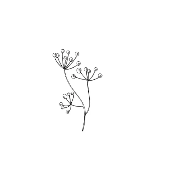Векторные дикие цветы цветочные ботанические цветы. Черно-белый рисунок чернил. Изолированный цветочный иллюстрационный элемент . — стоковый вектор