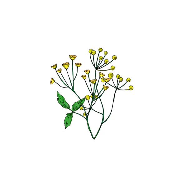 Vektorwildblumen florale botanische Blumen. Schwarz-weiß gestochene Tuschekunst. isolierte Blume Illustration Element. — Stockvektor