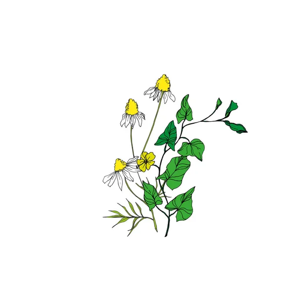 Vector Wildbloemen bloemen bloemen botanische bloemen. Zwart-wit gegraveerde inktkunst. Geïsoleerde bloem illustratie element. — Stockvector