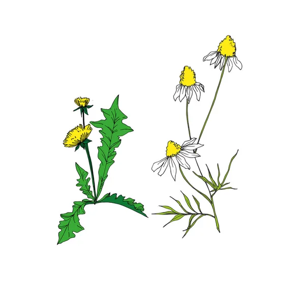 Vektor Wildflowers květinové botanické květiny. Černobílý rytý inkoust. Izolovaný prvek ilustrace květin. — Stockový vektor