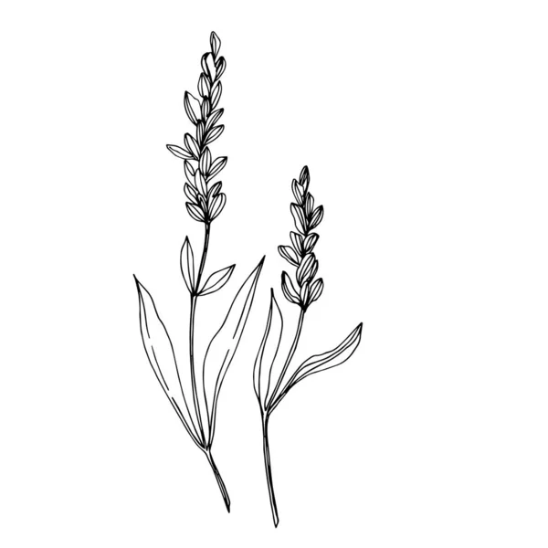 Vector flores botânicas florais wildflower. Tinta gravada a preto e branco. Elemento de ilustração de flores silvestres isoladas . — Vetor de Stock