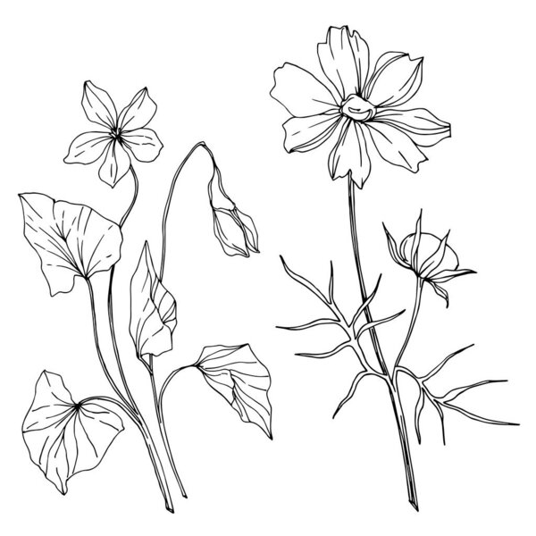 Vector wildflower floral botanical flowers. Black and white engraved ink art. Isolated wildflowers illustration element.