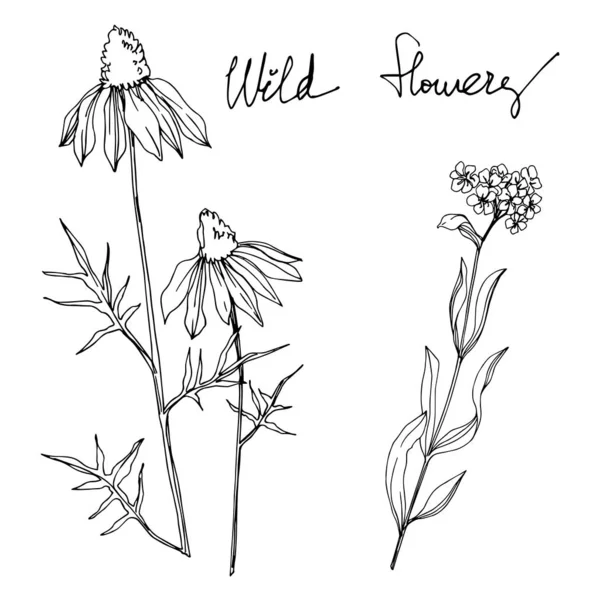 Vector flores botánicas florales silvestres. Tinta grabada en blanco y negro. Elemento de ilustración de flores silvestres aisladas . — Vector de stock