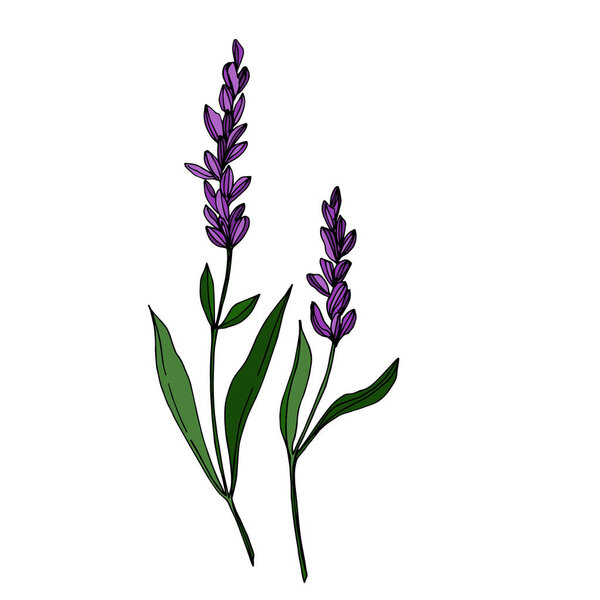 Векторные полевые цветочные ботанические цветы. Черно-белый рисунок чернил. Изолированный элемент иллюстрации полевых цветов
.