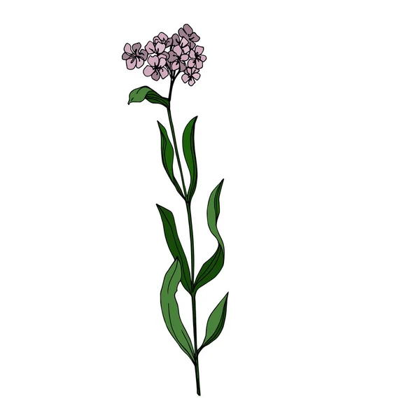 Vector flores botânicas florais wildflower. Tinta gravada a preto e branco. Elemento de ilustração de flores silvestres isoladas . — Vetor de Stock