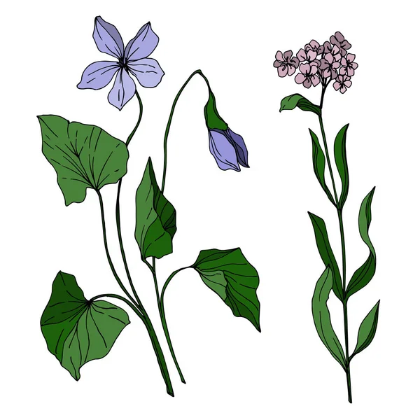 Vector flores botánicas florales silvestres. Tinta grabada en blanco y negro. Elemento de ilustración de flores silvestres aisladas . — Vector de stock