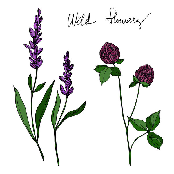 Векторные полевые цветочные ботанические цветы. Черно-белый рисунок чернил. Изолированный элемент иллюстрации полевых цветов
.