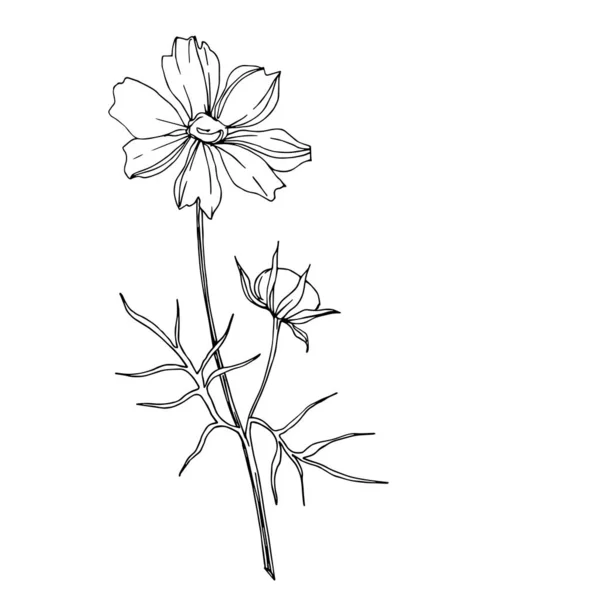 病媒野花植物花。 黑白版画水墨艺术. 孤立的野花说明性元素. — 图库矢量图片