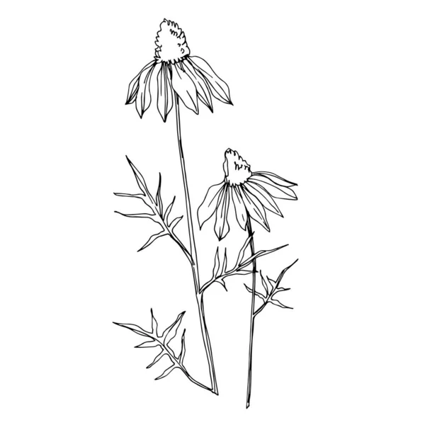 Vektör kır çiçeği çiçekli botanik çiçekleri. Siyah beyaz işlemeli mürekkep sanatı. İzole edilmiş kır çiçekleri çizim elementi. — Stok Vektör