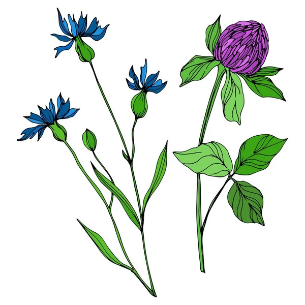 Vector Wildflowers flores botânicas florais. Tinta gravada a preto e branco. Isolado flores ilustração elemento . —  Vetores de Stock