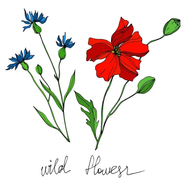 Vector Wildflowers flores botánicas florales. Tinta grabada en blanco y negro. Elemento ilustrativo de flores aisladas . — Vector de stock