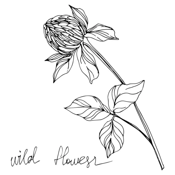 Vector Wildflowers flores botânicas florais. Tinta gravada a preto e branco. Isolado flores ilustração elemento . — Vetor de Stock