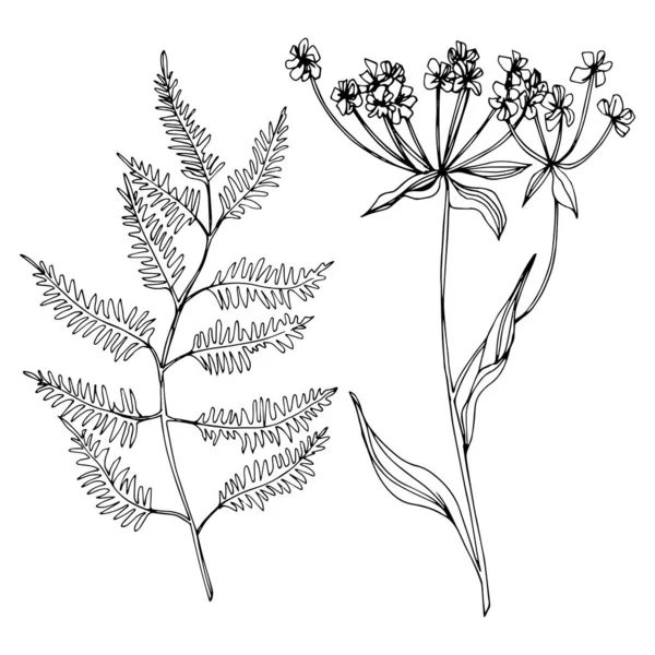 Διάνυσμα αγριολούλουδα ανθικά βοτανικά λουλούδια. Μαύρο και άσπρο χαραγμένο μελάνι τέχνης. Μεμονωμένα στοιχεία εικονογράφησης λουλουδιών. — Διανυσματικό Αρχείο