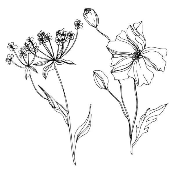 Vector Wildflowers flores botánicas florales. Tinta grabada en blanco y negro. Elemento ilustrativo de flores aisladas . — Vector de stock