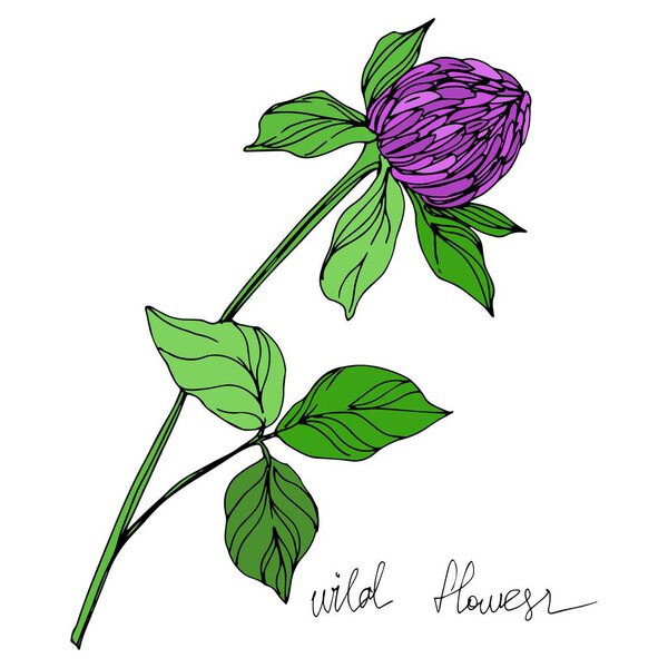 Векторные дикие цветы цветочные ботанические цветы. Черно-белый рисунок чернил. Изолированный элемент иллюстрации цветов
.