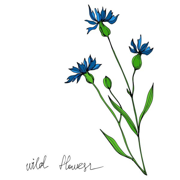Векторные дикие цветы цветочные ботанические цветы. Черно-белый рисунок чернил. Изолированный элемент иллюстрации цветов
.