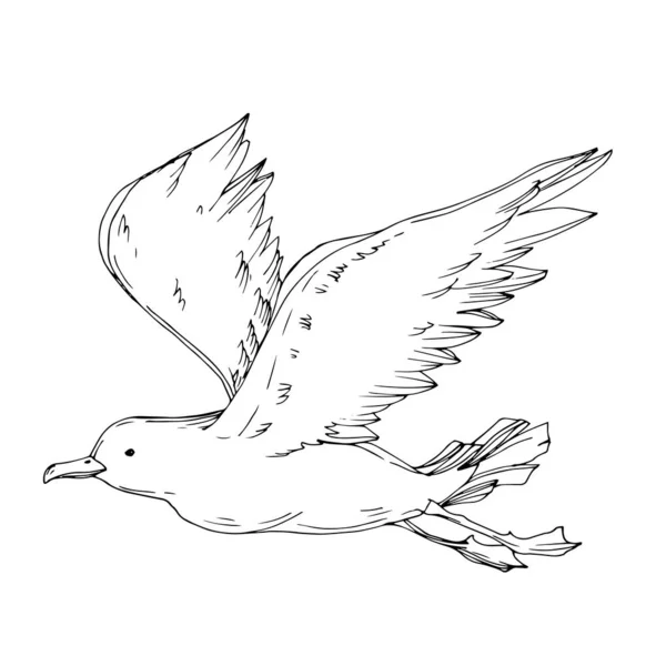 Vektor Sky fågel mås isolerad. Svart och vit graverad bläckkonst. Isolerat illustrationselement för mås. — Stock vektor