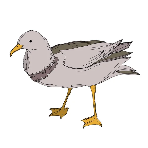 Vector Sky pájaro gaviota aislado. Tinta grabada en blanco y negro. Elemento ilustrativo de gaviota aislada . — Archivo Imágenes Vectoriales