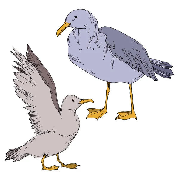 Vector Sky gaivota pássaro isolado. Tinta gravada a preto e branco. Elemento de ilustração isolado da gaivota . —  Vetores de Stock