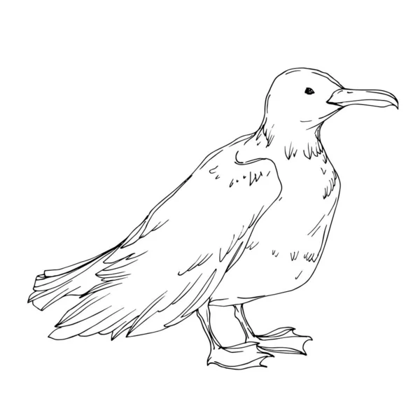Vector Sky pájaro gaviota aislado. Tinta grabada en blanco y negro. Elemento ilustrativo de gaviota aislada . — Archivo Imágenes Vectoriales