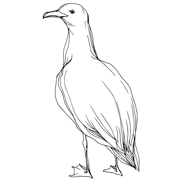 Vector niebo ptak Seagull w dzikiej przyrody na białym tle. Czarno-biała grawerowana sztuka atramentu. Mewa na białym tle element ilustracji. — Wektor stockowy