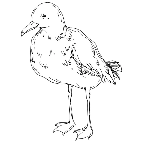 Vector Sky gaivota pássaro em uma vida selvagem isolado. Tinta gravada a preto e branco. Elemento de ilustração isolado da gaivota . — Vetor de Stock