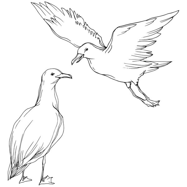 Vector Sky bird seagull in a wildlife isolated. Black and white engraved ink art. Isolated seagull illustration element.