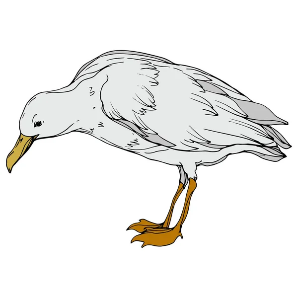 Vector Sky pájaro gaviota en una fauna aislada. Tinta grabada en blanco y negro. Elemento ilustrativo de gaviota aislada . — Archivo Imágenes Vectoriales