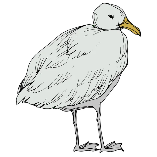 Vector Sky madár sirály egy vadon élő állatok elszigetelt. Fekete-fehér vésett tinta Art. Egy elszigetelt sirály-illusztrációs elem. — Stock Vector