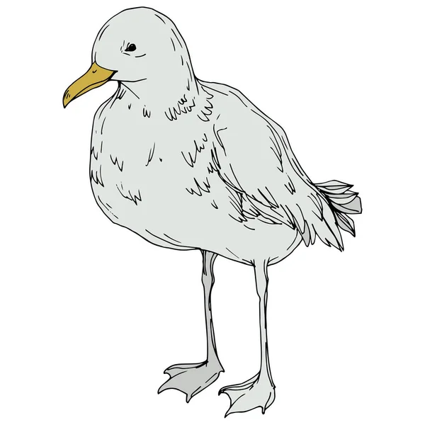 Vector Oiseau céleste mouette dans une faune isolée. Encre gravée en noir et blanc. Élément d'illustration isolé de mouette . — Image vectorielle