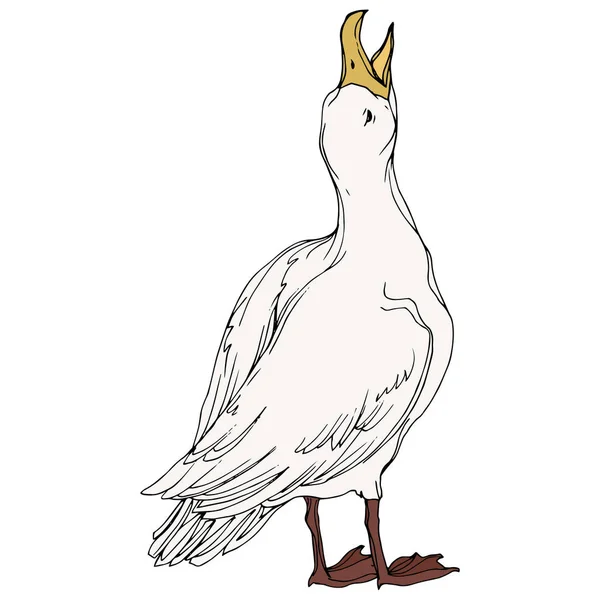 Vector Sky Bird Seagull i ett djurliv. Svart och vit graverad bläck konst. Isolerad Seagull illustration element. — Stock vektor