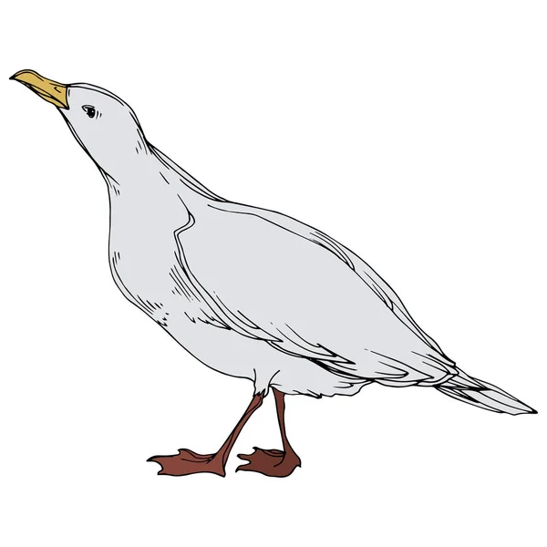 Vector Sky pájaro gaviota en una fauna. Tinta grabada en blanco y negro. Elemento ilustrativo de gaviota aislada . — Archivo Imágenes Vectoriales