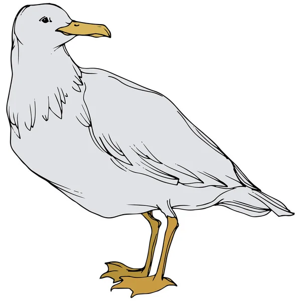 Vektor Sky madár sirály a vadon élő állatok. Fekete-fehér vésett tinta Art. Egy elszigetelt sirály-illusztrációs elem. — Stock Vector