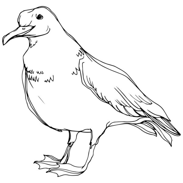 Векторная чайка в дикой природе. Черно-белый рисунок чернил. Изолированный элемент иллюстрации чайки
.
